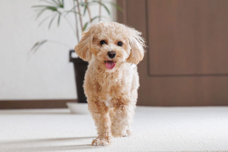 Read more about the article 犬の皮膚疾患8週間トライアルモニター募集！