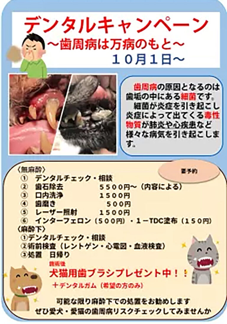 Read more about the article デンタルキャンペーン実施中！